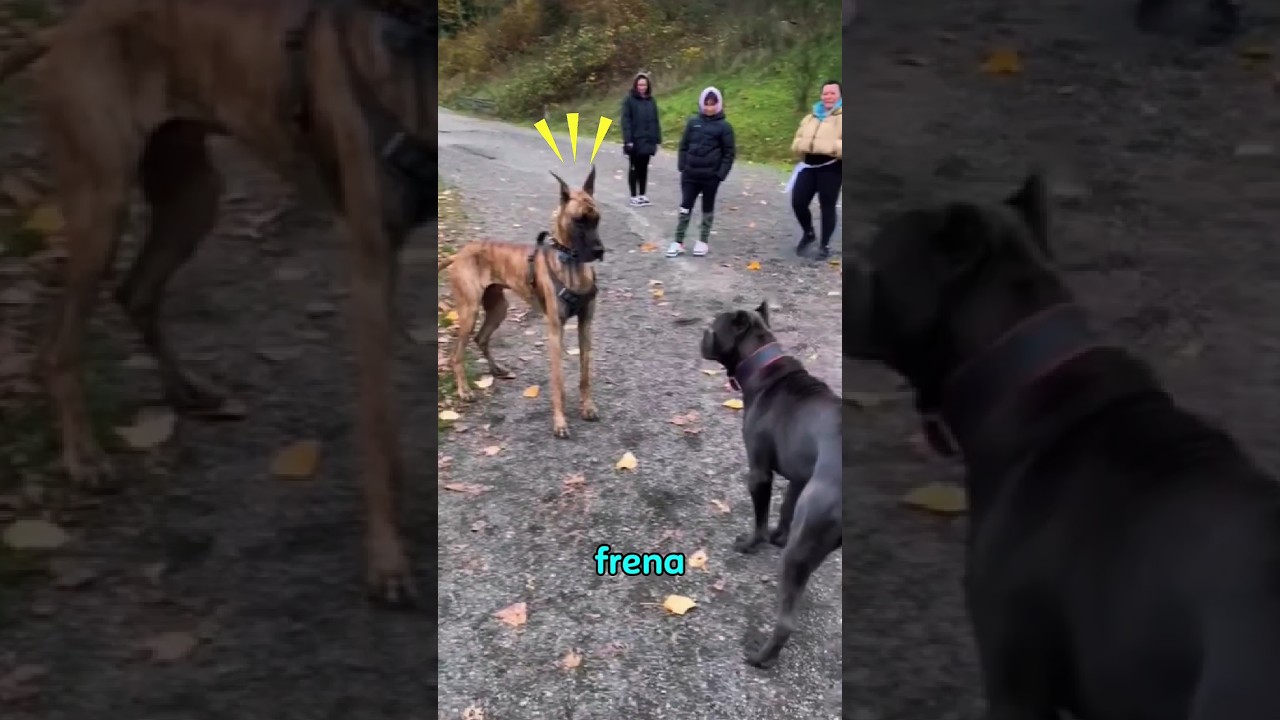 Este gran dan&eacute;s se asust&oacute; con el cane Corso  #canecorso #perros