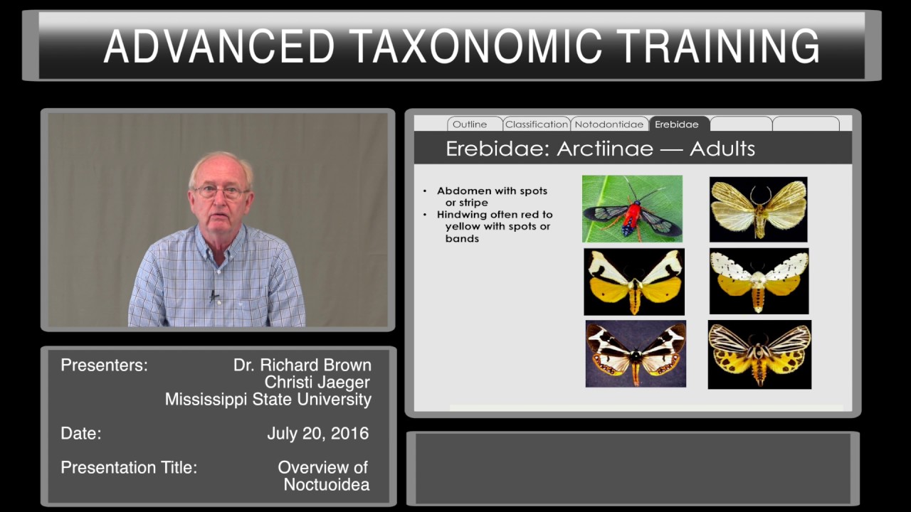 Overview and Identification of Noctuoidea
