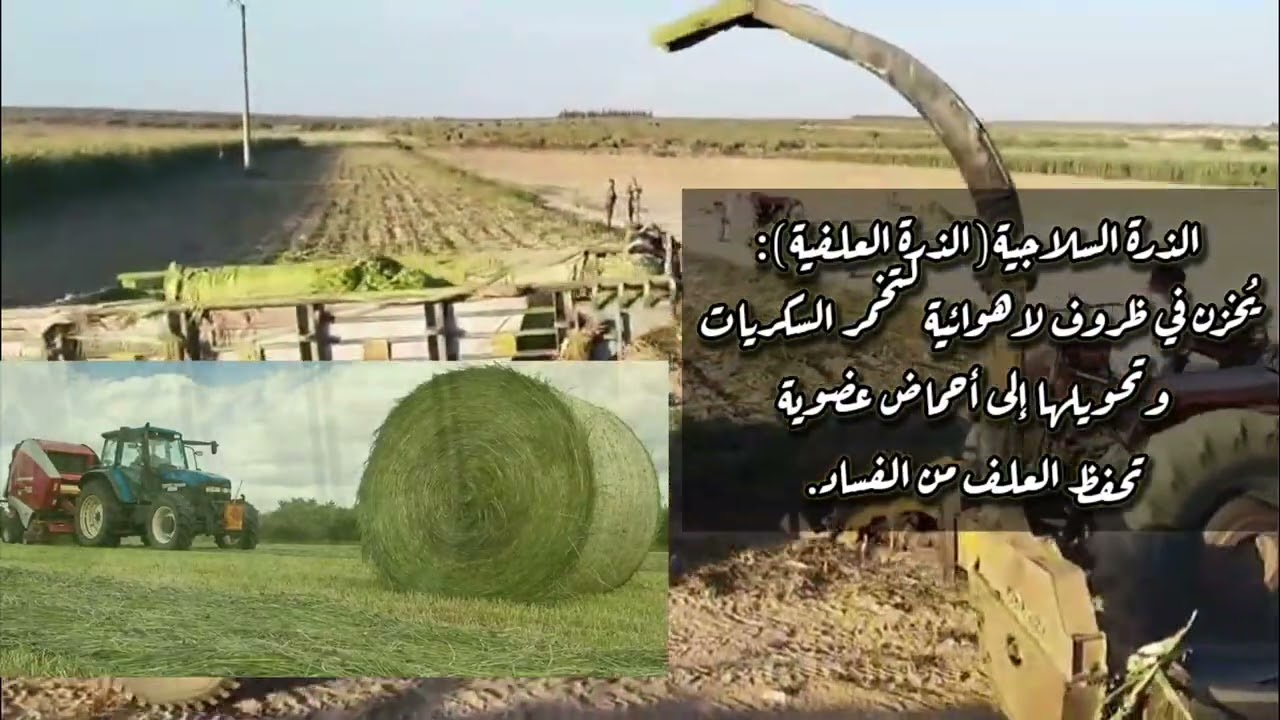 سلاج الذرة العلفية قرية الحميرة