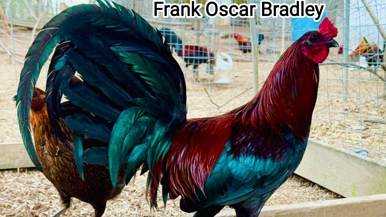 Frank Oscar Bradley - Feeding Time Free Range Shape Chicken Coop Outdoor Breeding Pens