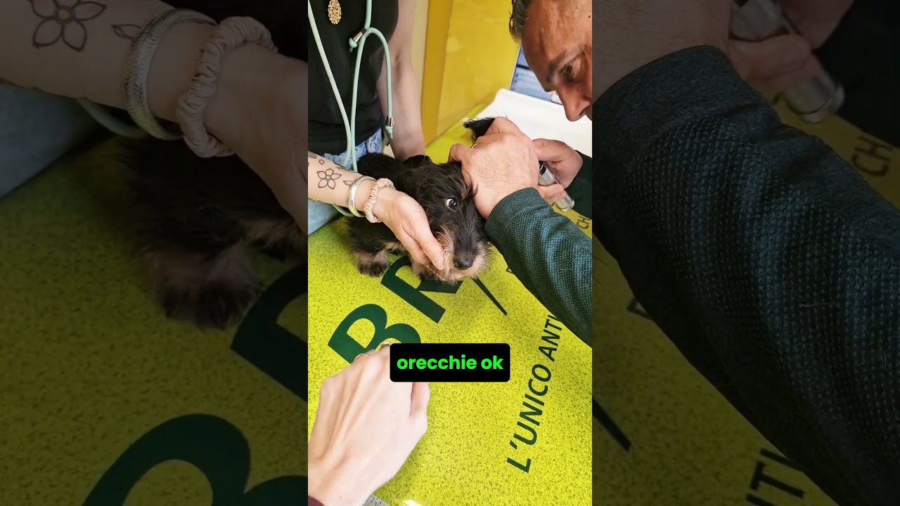 Vaccino nel cucciolo: la prima visita dal veterinario  #cane #veterinaria