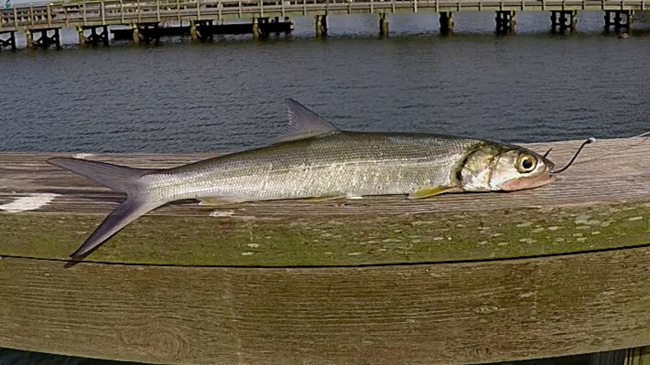 Using Big Baits For Tampa Bay Snook From Pier