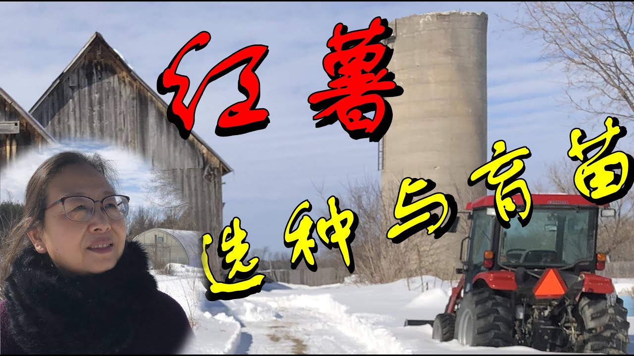 【安娜種植園】035紅薯的選種與育苗/ Sweet potato seed screening and sprouting