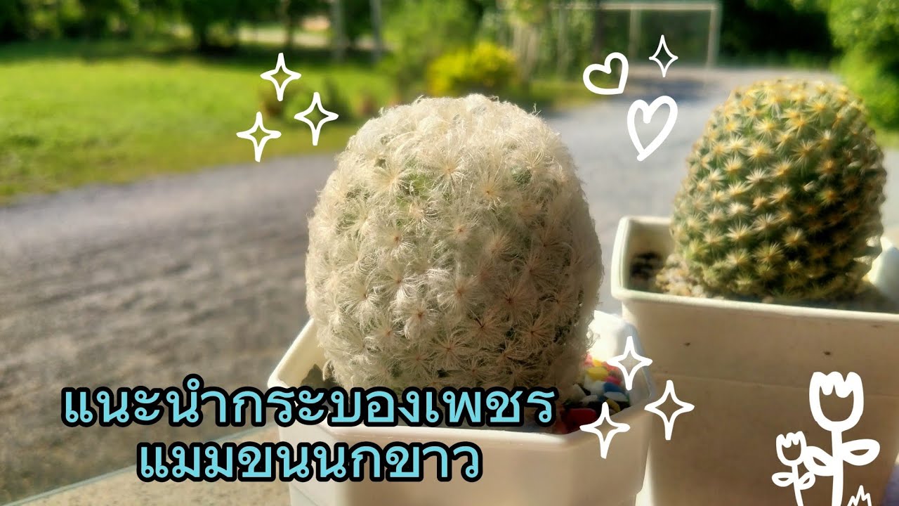 แนะนำกระบองเพชรแมมขนนกขาวครับ#แคคตัส #กระบองเพชร #แคคตัสมือใหม่ 