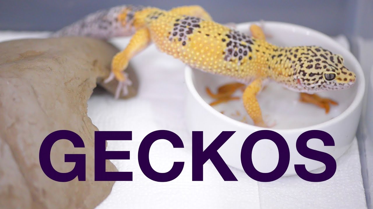 Tudo sobre Gecko.