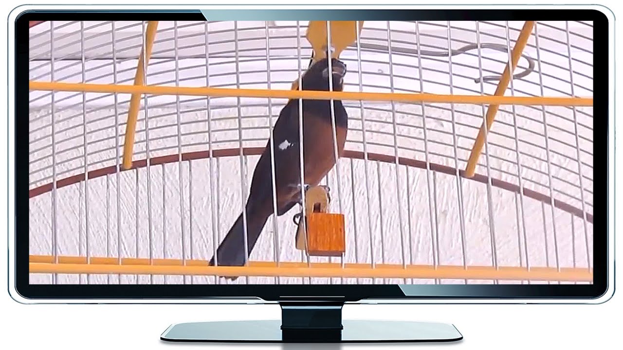 Curi&oacute; Sentinela Neto #P&aacute;ssaroseCantosOficial