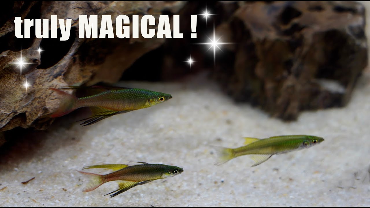 8 Of The MOST MAGICAL Fish You CAN Keep in a  Nano Tank??!✨🪄✨