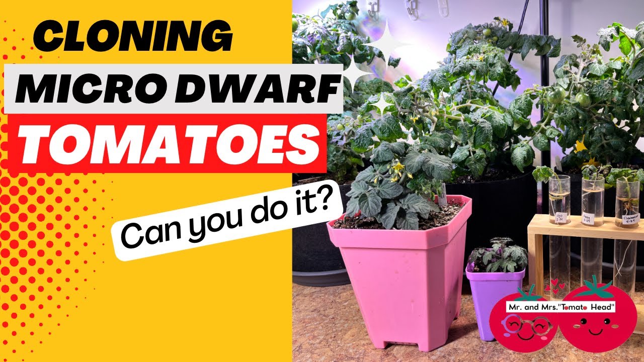 Cloning and Creating FREE Micro Dwarf Tomatoes!