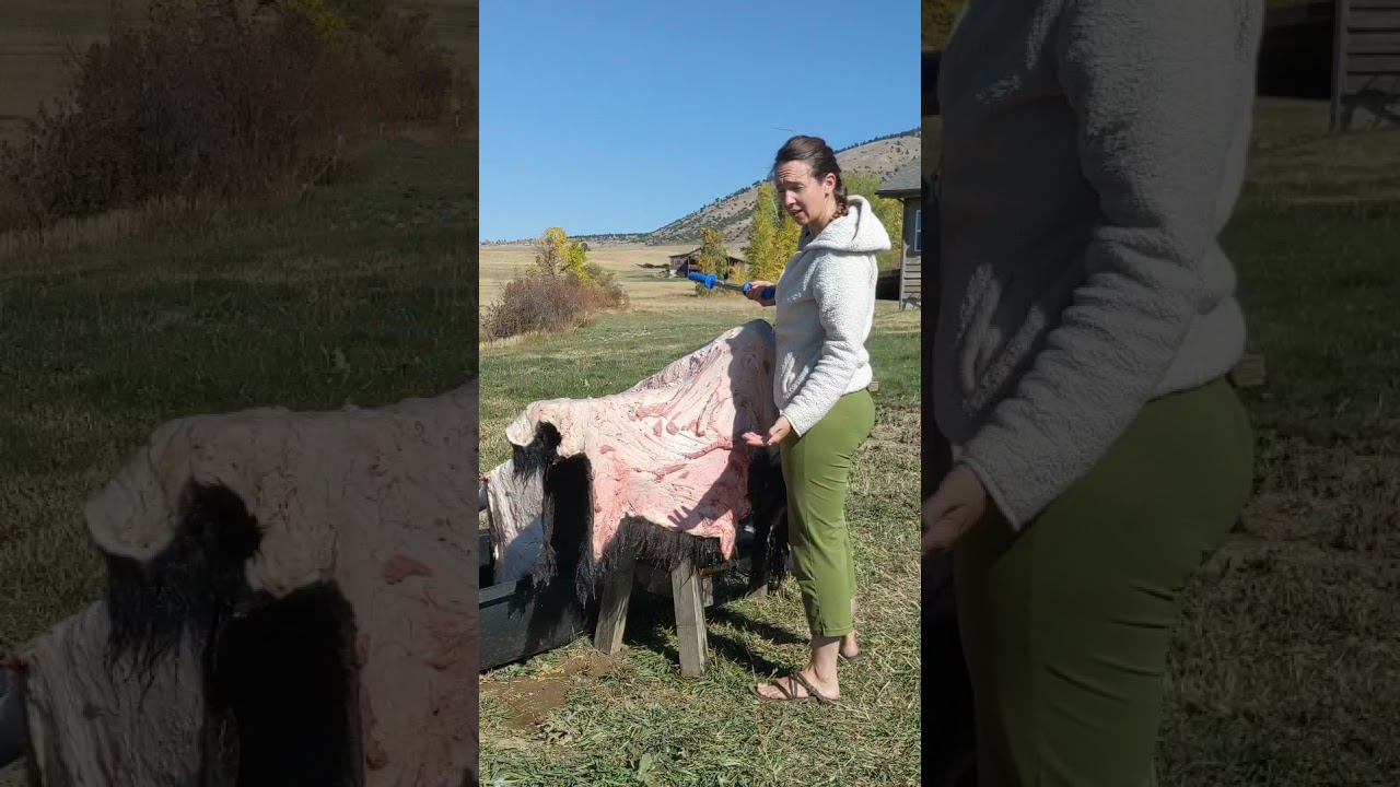 Bison Hide Tanning - Video 1: Washing, Fleshing, Framing