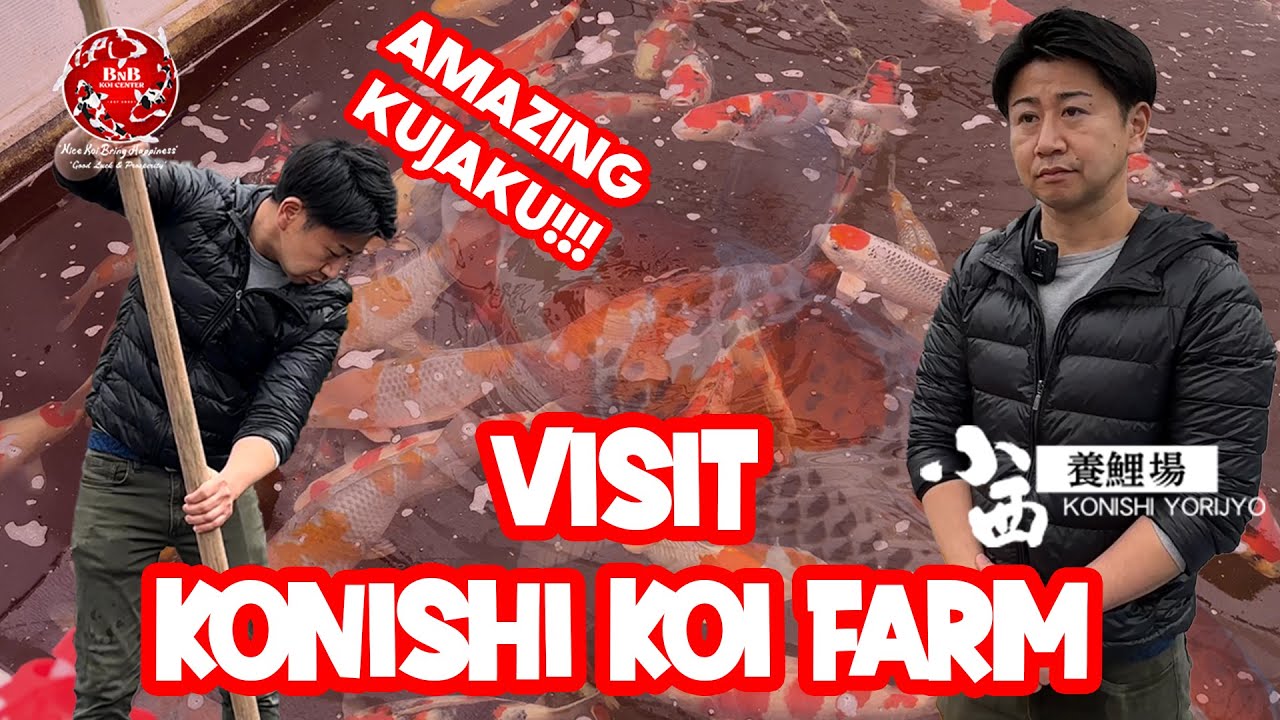BEST KUJAKU, KARASHI, SHUSUI, OCHIBA ADA DI KONISHI KOI FARM!!!