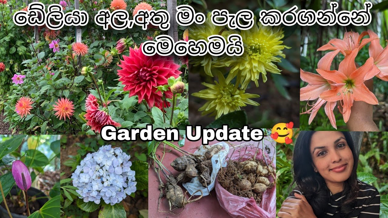 Dhalia මල් යායක් හදන්නයි යන්නේ 😍 | අල,අතු පැල කරගන්නේ මෙහෙමයි | Garden Update #garden #garden 