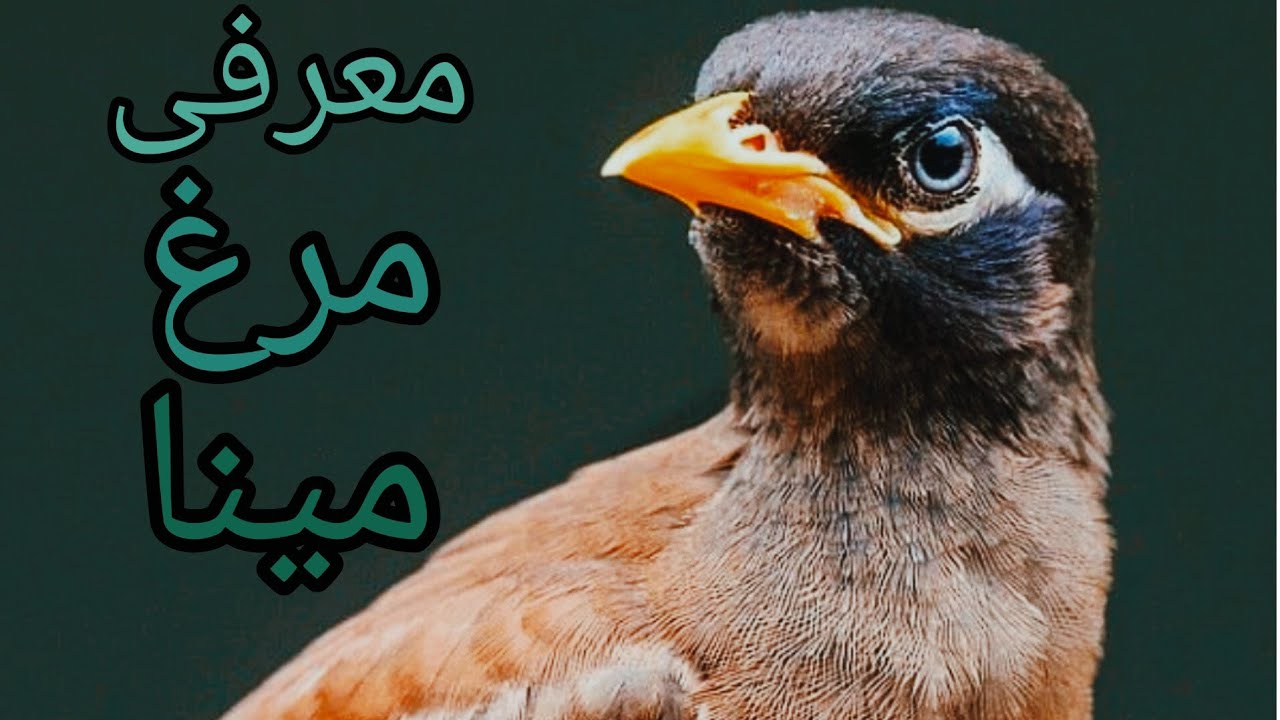 معرفی کامل مرغ مینا(10سوال درباره مرغ مینا)🌺🍁