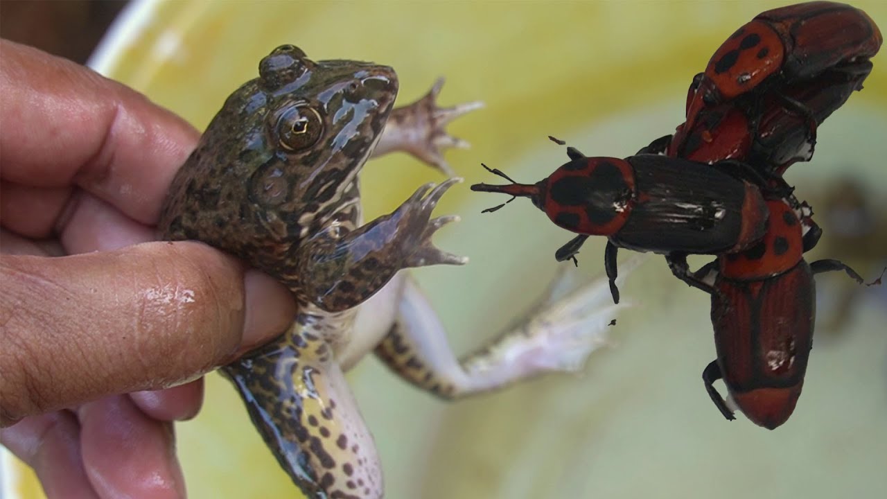 When it rains, many animals are caught