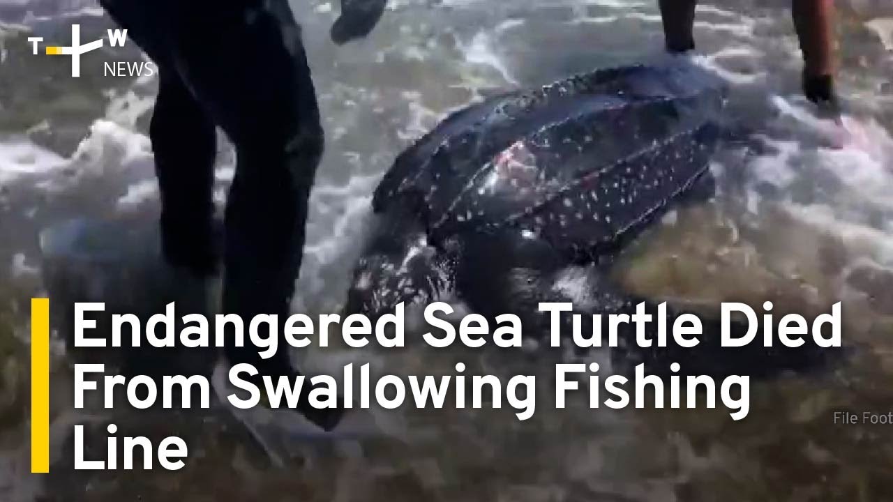 Endangered Leatherback Sea Turtle Died From Swallowing Fishing Line | TaiwanPlus News