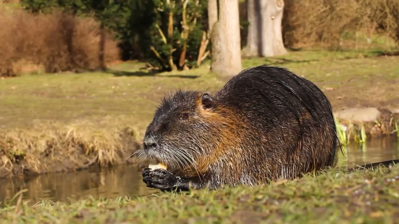 🐀 Piège à Ragondin – Maison Aurouze