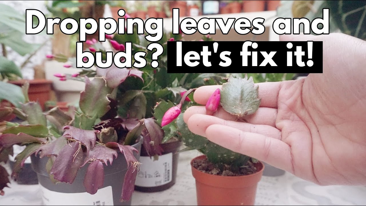 Christmas cactus dropping segments, leaves or flower buds. Save your succulent plant