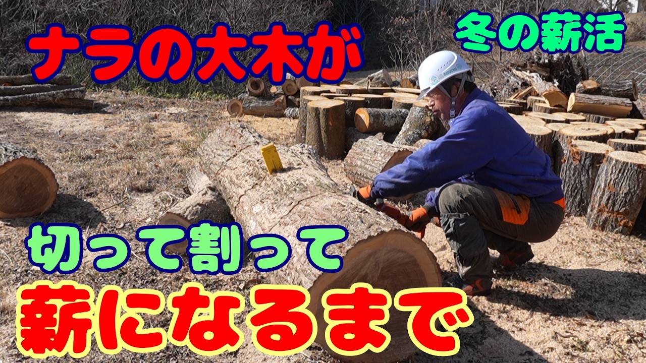 太いナラの木を、玉切りして割って薪になるまで・・・