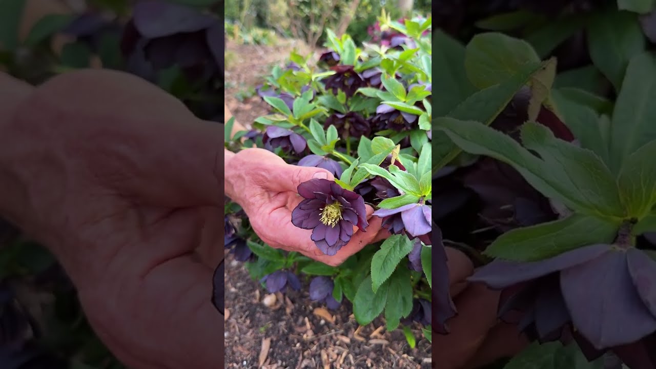 Helleborus x hybridus 'Onyx Odyssey' и Helleborus x iburgensis 'Charmer'