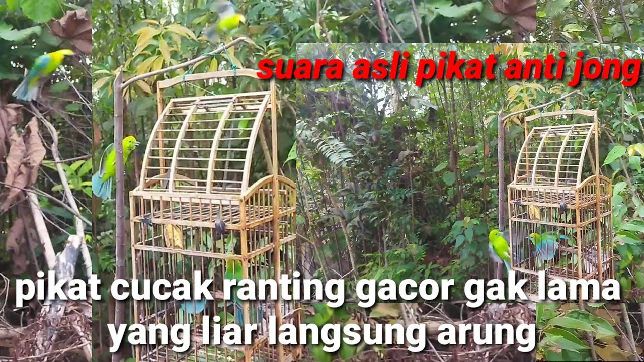 pikat cucak ranting,gacor gak lama yang liar langsung turun cocok untuk masteran juga mikat
