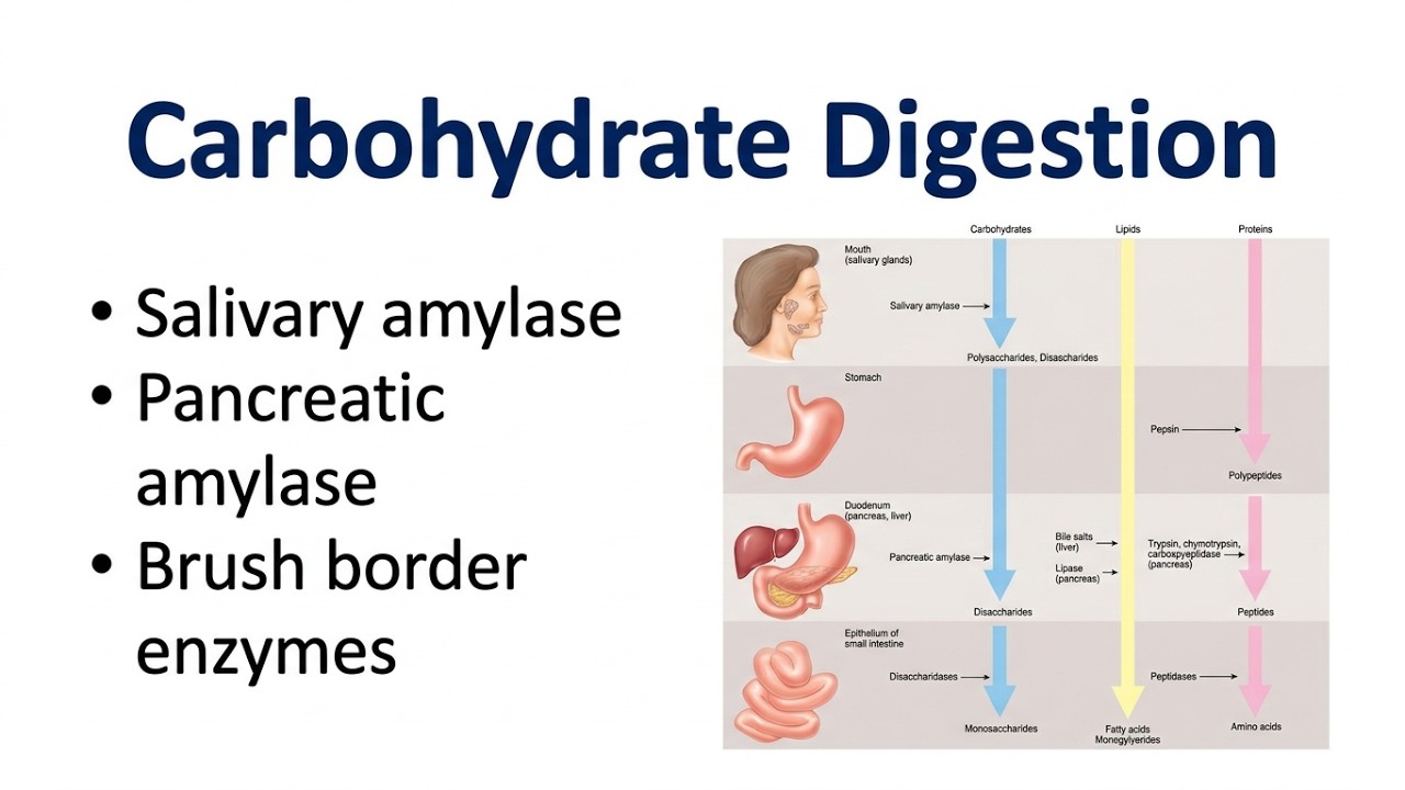 Chemical Digestion of Carbohydrate