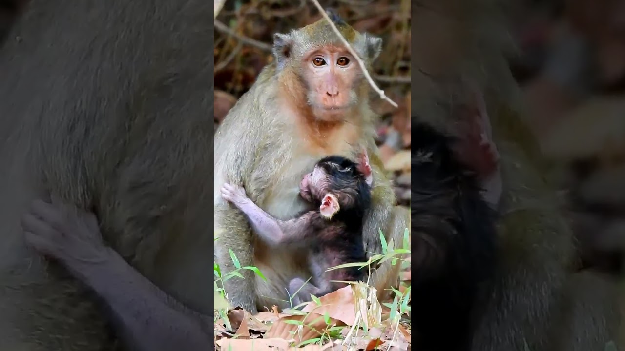 Monkey Grab In Cambodia Good All Monkeys In Khmer #162