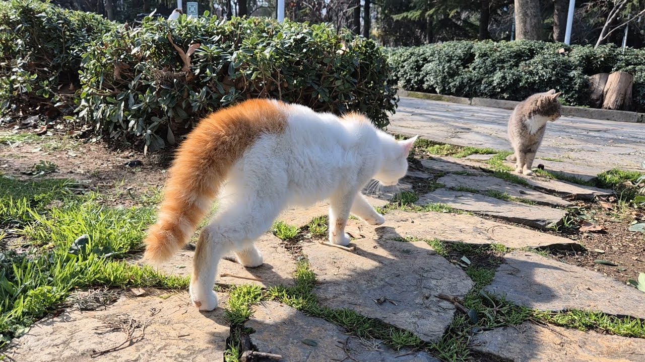 A cat trying to scare its rival by puffing up its fur and looking fierce