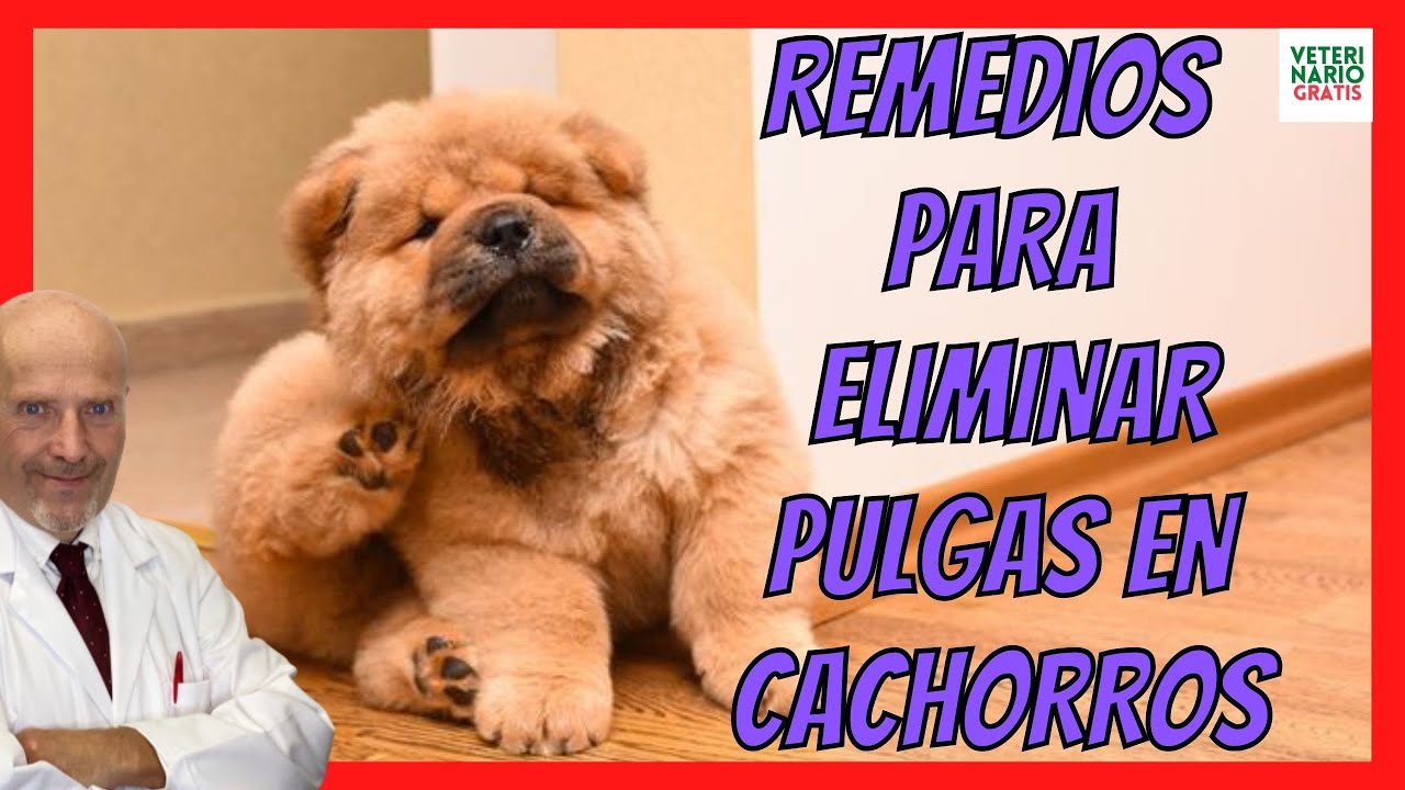 ¿CÓMO ELIMINAR LAS PULGAS EN PERROS CACHORROS?🔴 CON REMEDIOS CASEROS