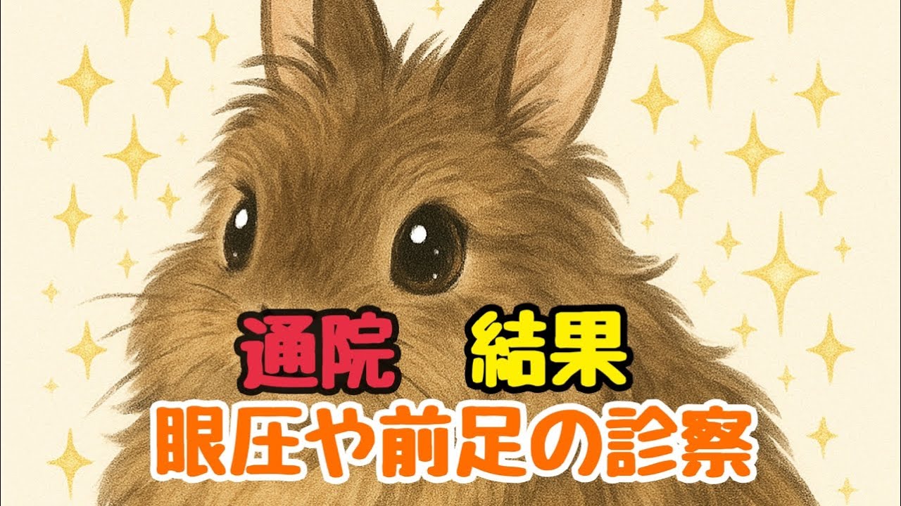 眼圧や前足の診察結果
