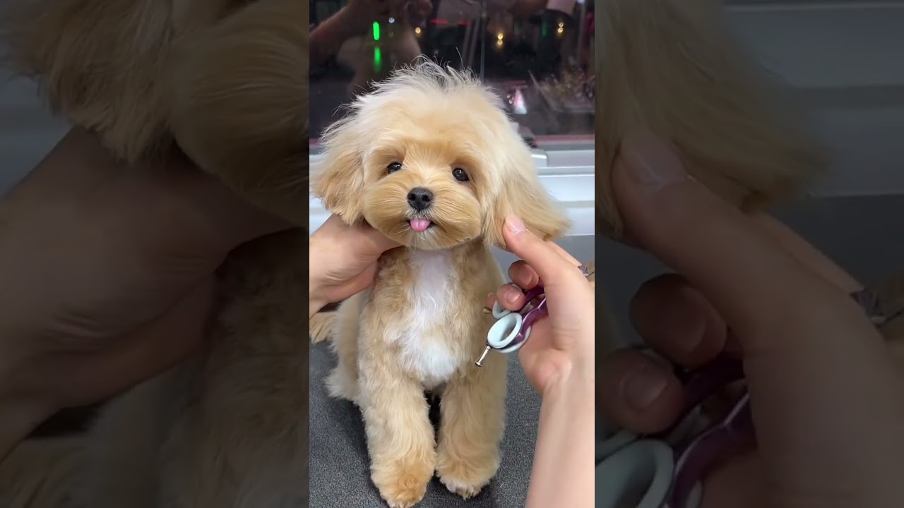 #shortvideo #memes #lifebalance #furrbabies #furparent