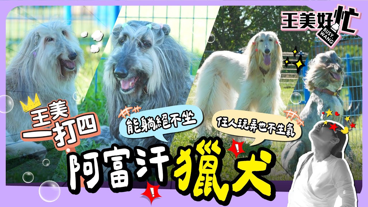 王美一打四！狗界超模 阿富汗獵犬 貴族出巡 王思佳女僕初體驗！【 王美好忙 】 萌寵明星粗乃玩 特別企劃 @haveapetday