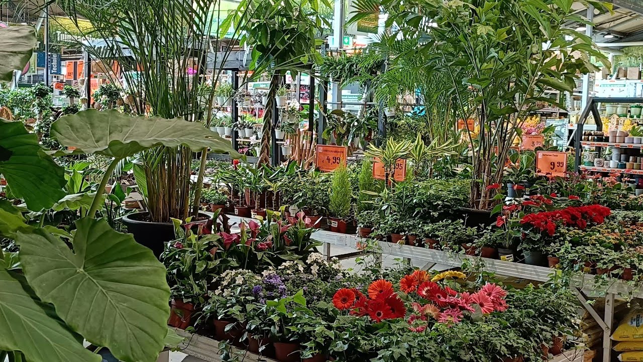 BAHÇE VE SALON ÇİÇEKLERİ /ÇİÇEK MARKET  2/NEDERLAND