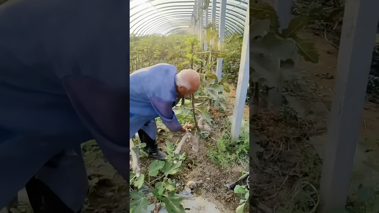 Pruning fig branches: Boosts growth, yield, and health while controlling shape and repairing damage