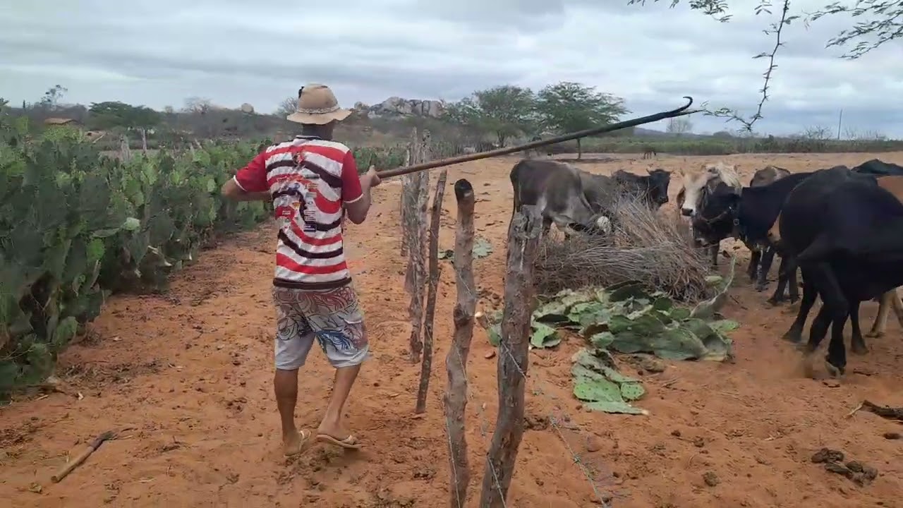Benedito  queimando  palma de espinho para seu gado