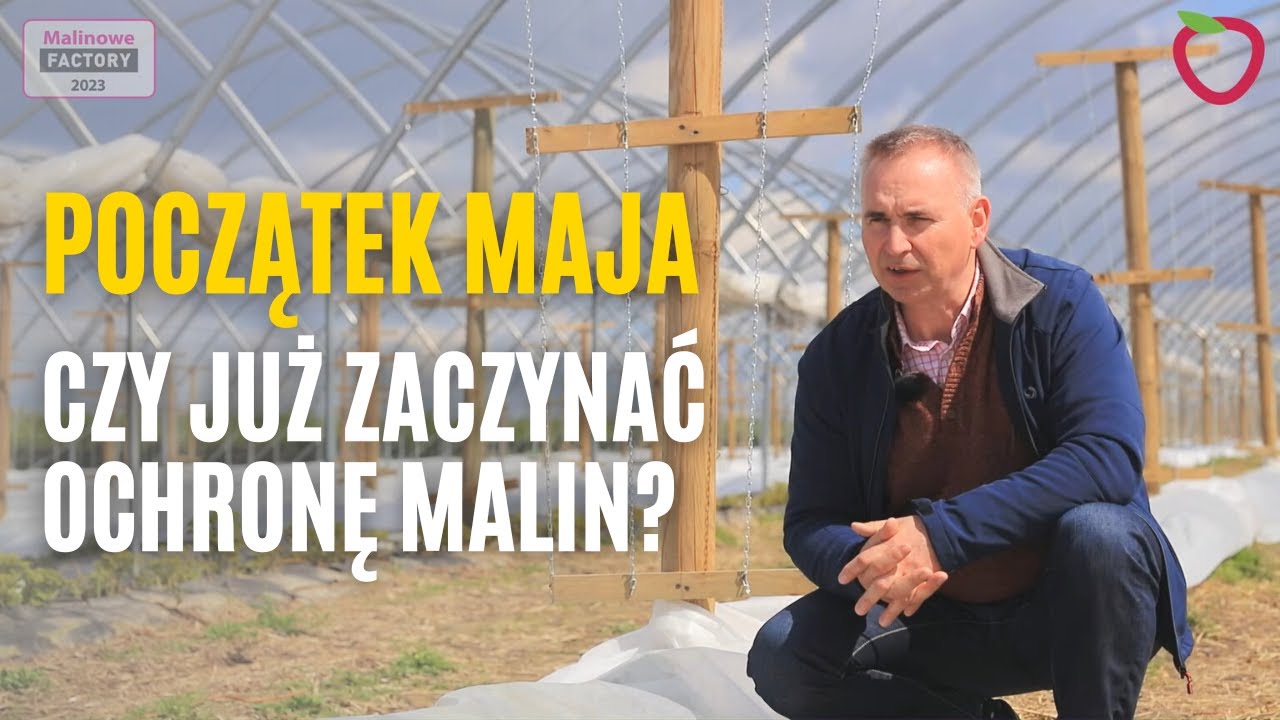 Początek maja 2023. Czy już zaczynać ochronę malin?