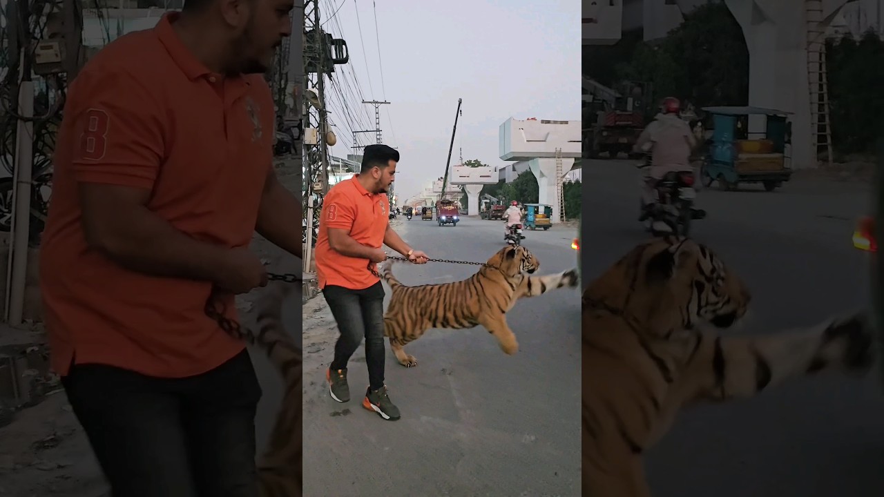 Bengal Tiger on Public Road | Nouman Hassan |