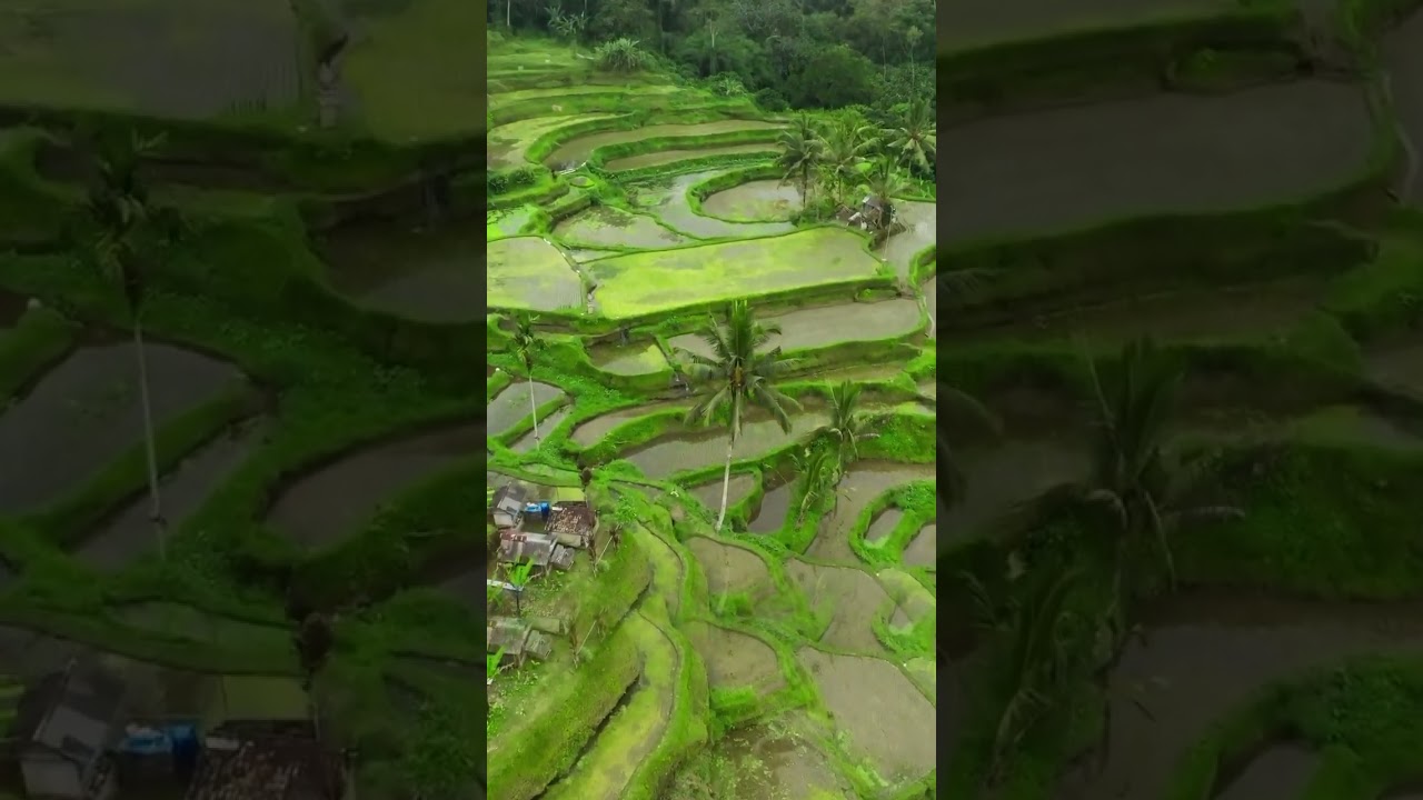 Джунгли в Убуде и рисовые террасы не далеко от водопадов.  #ubud #riceterrace #bali #baliindonesia