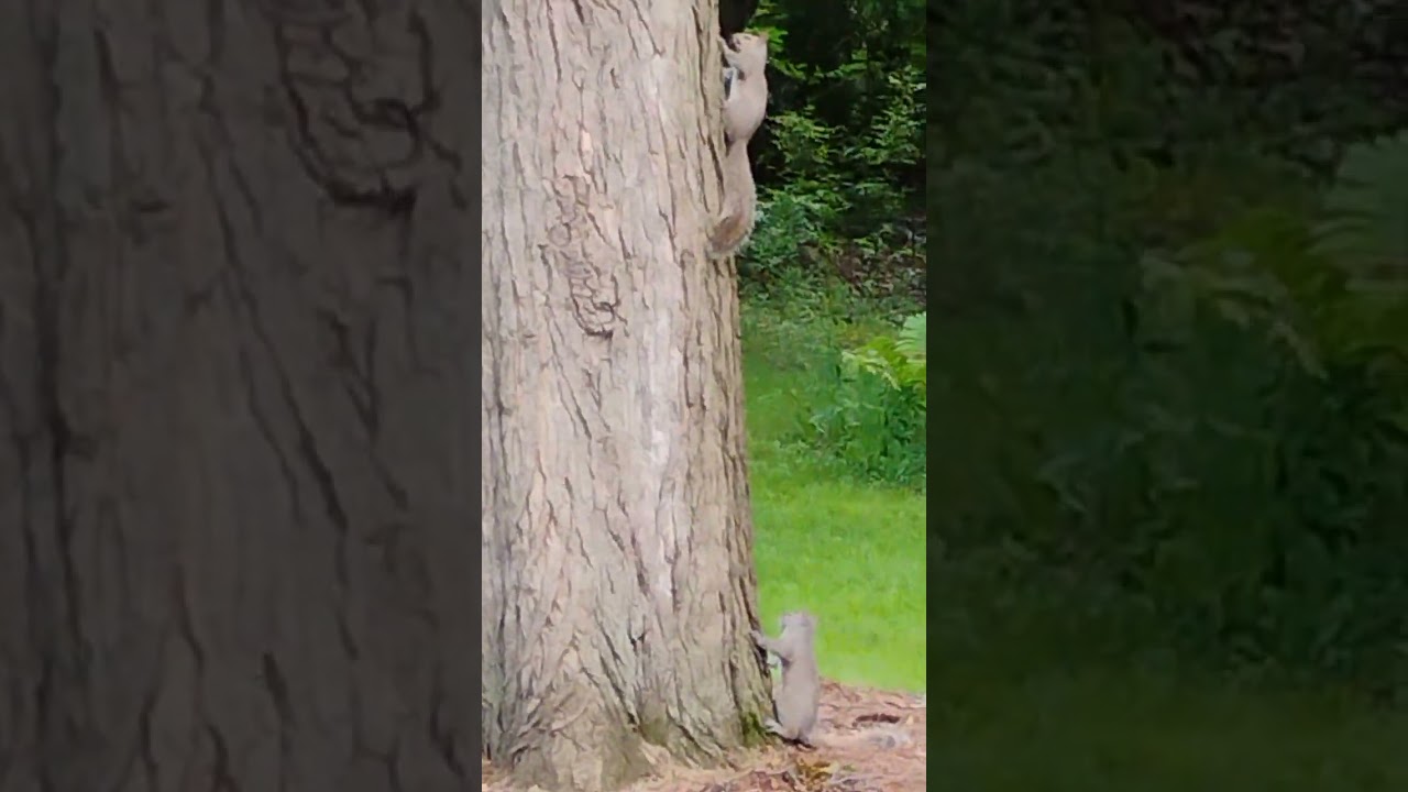 Turkeys and squirrels 