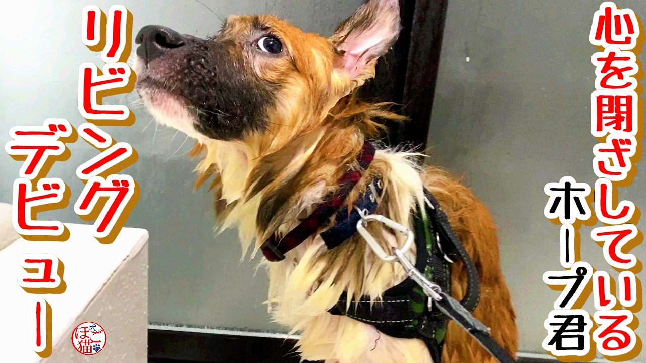 【2次レスキュー 保護犬 保護猫】心を閉ざしているホープ君、いよいよリビングデビューです！