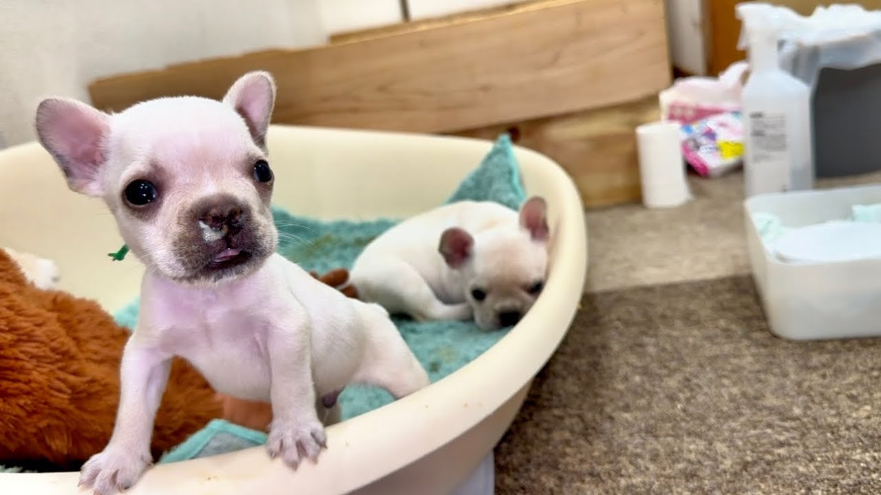 成長が止まってるかもしれません...【生後41日目】