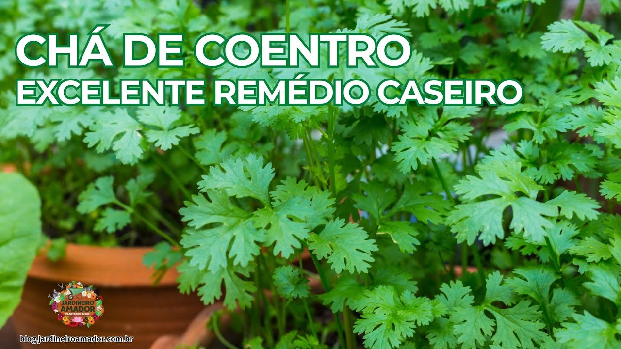 Chá de Coentro | Benefícios Para a Sua Saúde