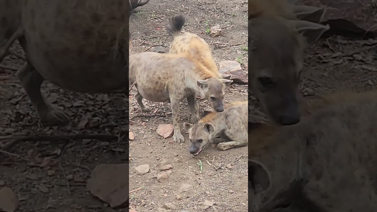 Hyena: Dominance Display and Clan Dynamics Revealed! #hyena  #wildlife #wildafrica #safarianimals