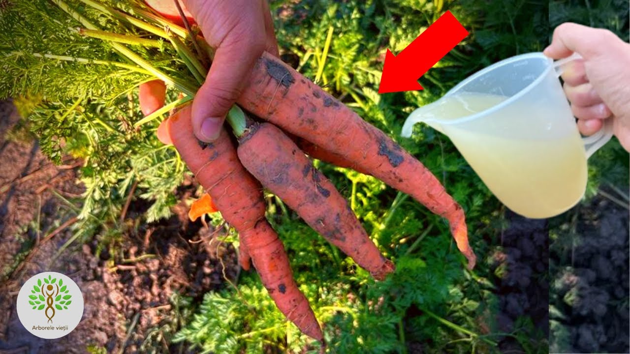 Внимание! Положите это, если вы хотите большую морковь!