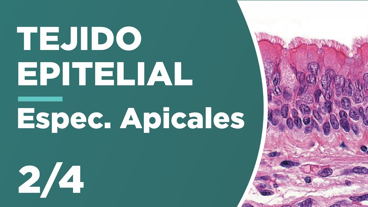 TEJIDO EPITELIAL 2/4 Especializaciones Apicales 🔬