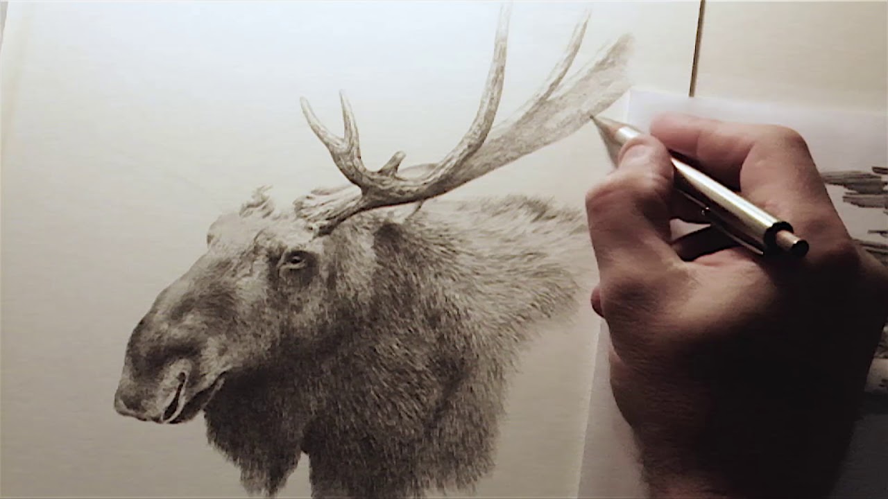 Quick pencil sketch of a moose
