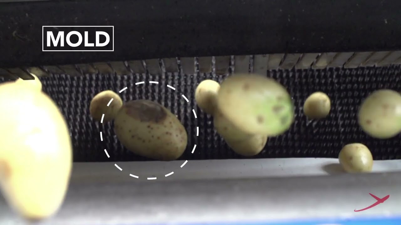 #Raynbow #sortingmachine for #potatoes  | RAYTEC VISION SpA