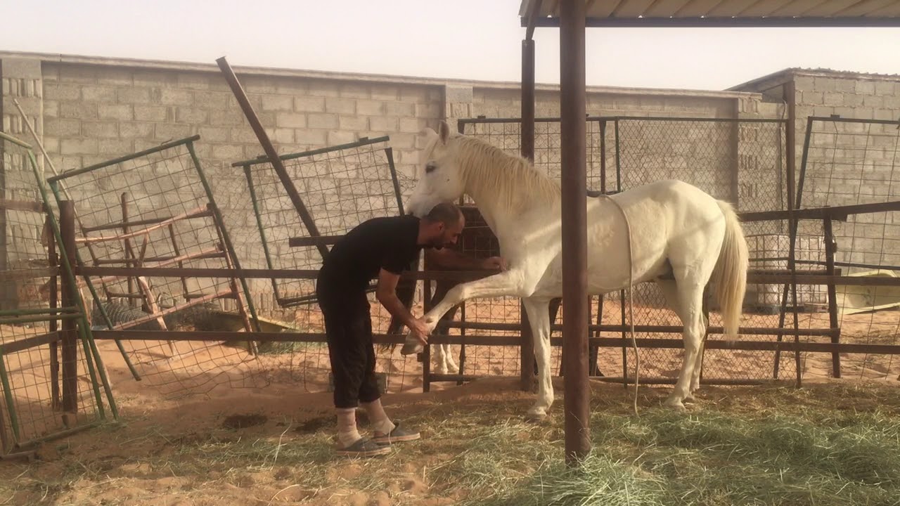 تدريب الخيل على الشغل الأرضي وأهميته والتمارين التي أقوم بها أثناء القود