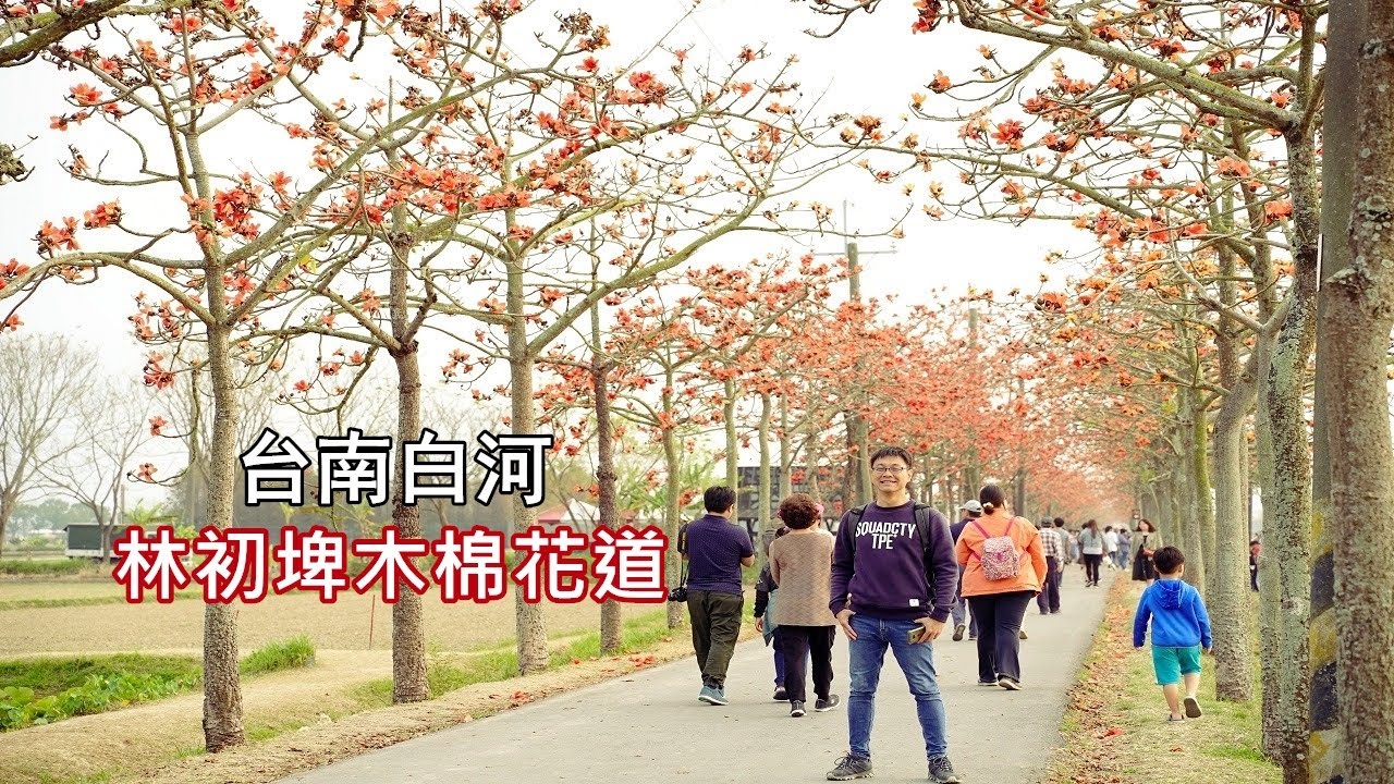 台南白河林初埤木棉花道攻略，被譽為全球最美花海街道之一，帶你搭公車走入被染紅的街道