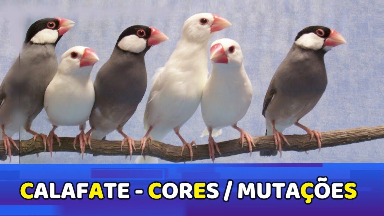 Calafate Tipos - Cores - Mutações  #calafate