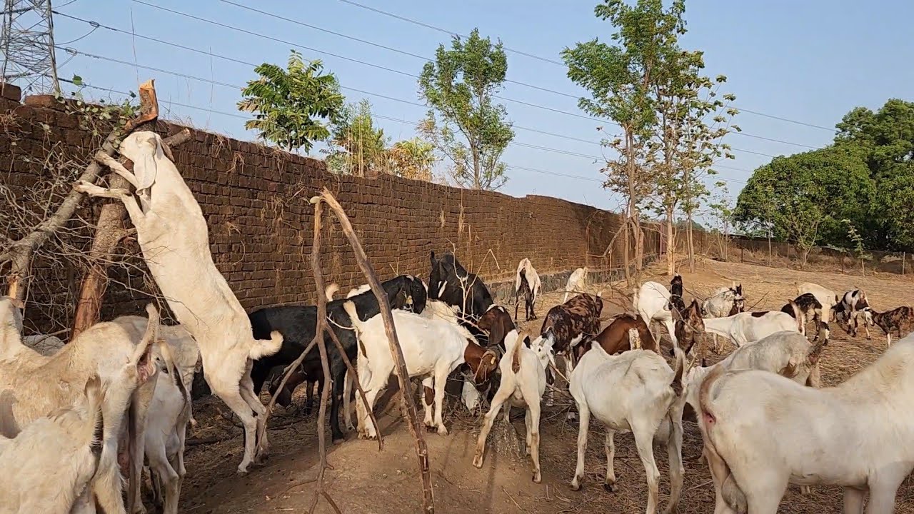 Goats Grazing At Royal Goat Farm Organic And Hygenic.