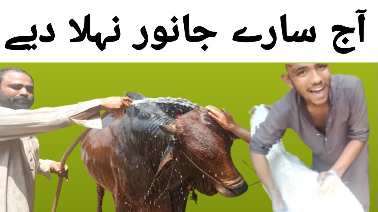 Qurbani KY Janwar ko nahla diya./ AJ saray Janwar nahla diya